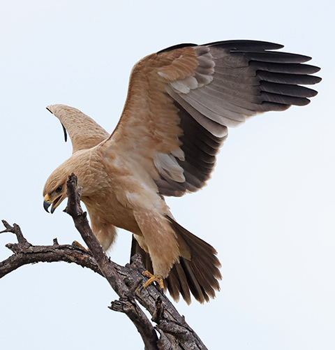 Tawny Eagle